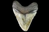 Large, Fossil Megalodon Tooth - North Carolina #108939-2